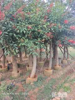 12公分鸡冠刺桐