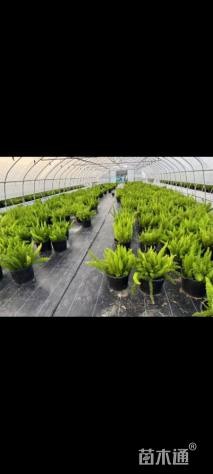 高度80厘米狐尾天门冬