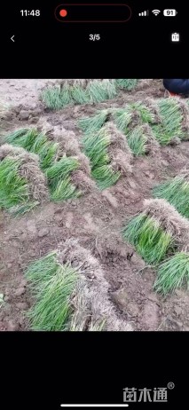 高度18厘米葱兰