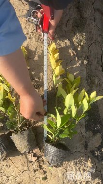 高度30厘米金森女贞小苗