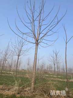 25公分紫花泡桐