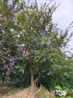 20公分朴树