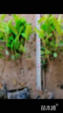 高度25厘米毛鹃