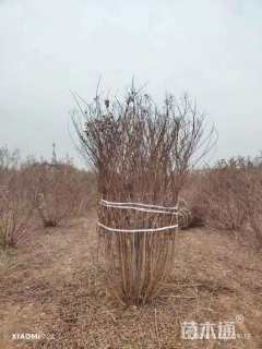 高度250厘米丛生紫薇