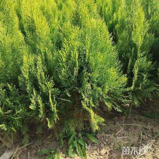 高度40厘米洒金柏