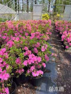 容器苗安酷杜鹃