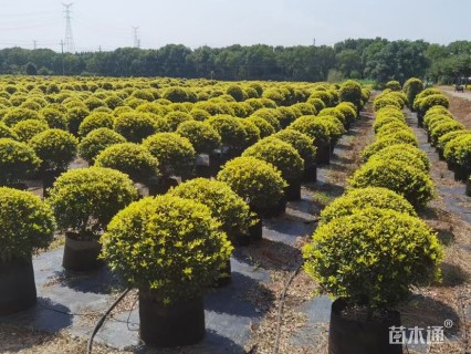 高度35厘米黄金枸骨