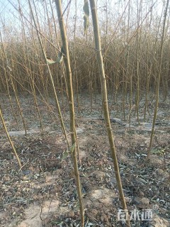 2公分柳树
