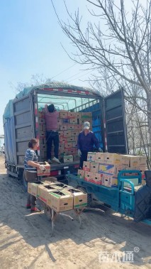 高度40厘米常绿彩虹鸢尾