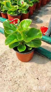 高度20厘米四季海棠