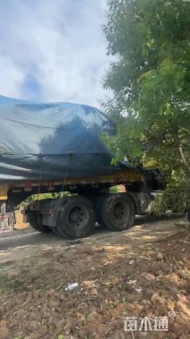 高度300厘米红花紫薇