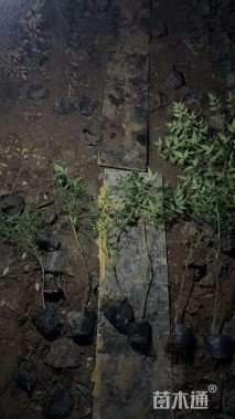 高度35厘米南天竹