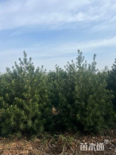 高度300厘米白皮松