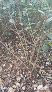 高度60厘米水蜡