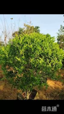 高度180厘米九里香球