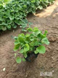 高度20厘米二月兰