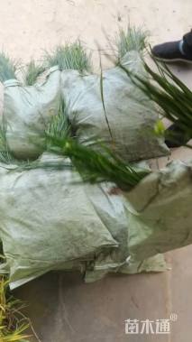 高度20厘米葱兰