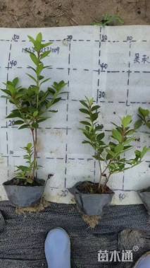 容器苗安酷杜鹃