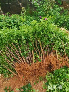 高度40厘米三角梅