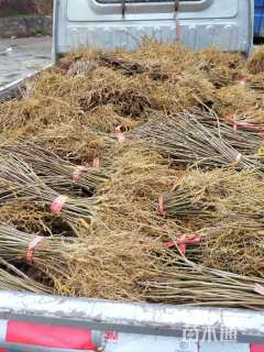 高度60厘米柏木