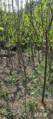高度150厘米蜂糖李
