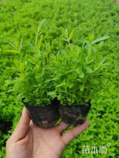 高度15厘米千屈菜