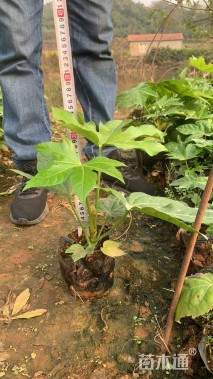 高度35厘米八角金盘