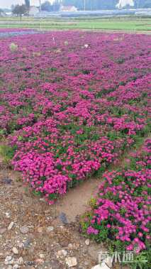 高度16厘米荷兰菊