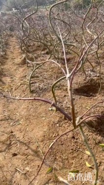 高度160厘米羽毛枫