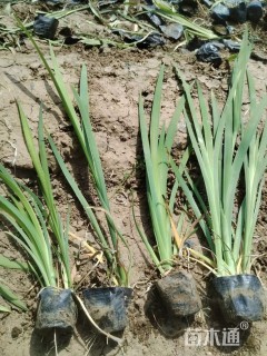 高度30厘米西伯利亚鸢尾