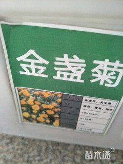 金盏菊种子