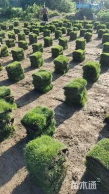 草卷状马尼拉草