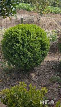 冠幅180厘米瓜子黄杨球