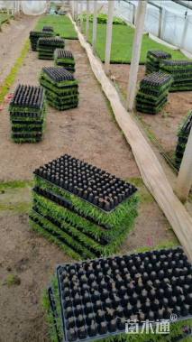 高度5厘米欧石竹