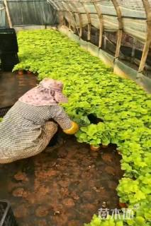 高度20厘米矾根