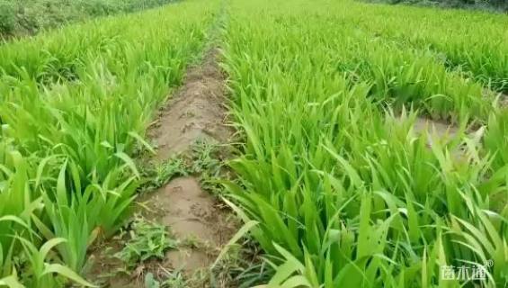 高度40厘米鸢尾