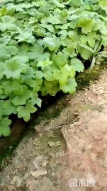 高度15厘米飞燕草