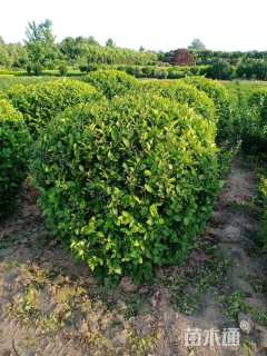 冠幅120厘米金叶女贞球