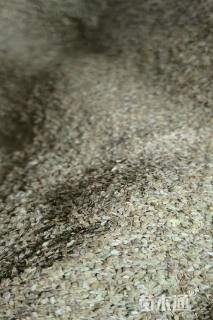 雏菊种子雏菊种子