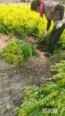 冠幅40厘米金叶女贞球