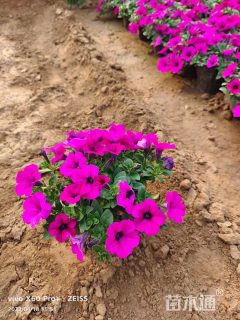 高度20厘米牵牛花