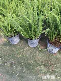 高度30厘米肾蕨