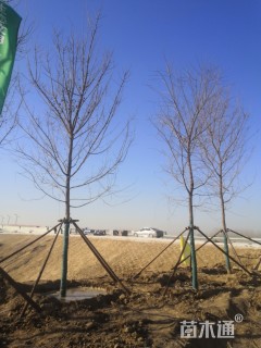 10公分元宝枫