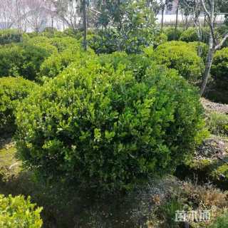 冠幅100厘米小叶黄杨球