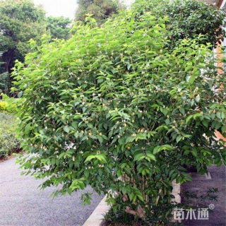 高度200厘米丛生金银木