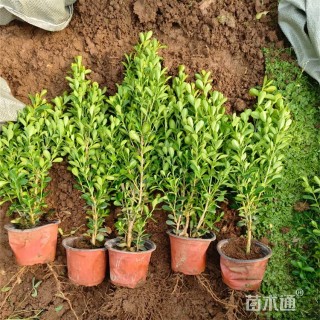 高度48厘米瓜子黄杨