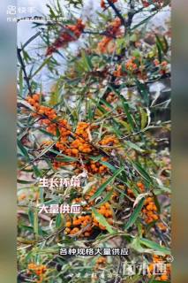 高度80厘米沙棘小苗