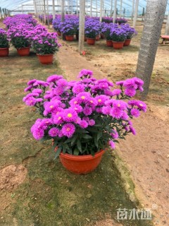 高度30厘米翠菊