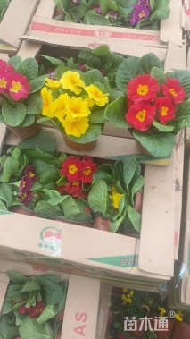 高度20厘米报春花