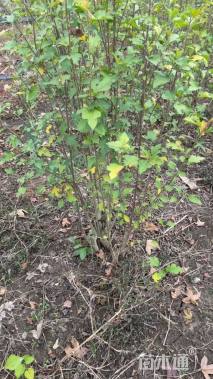 高度150厘米丛生木槿